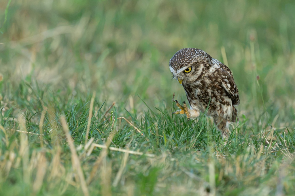 DSC_5026_1.jpg