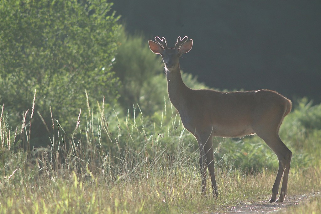 Jeune cerf velours.JPG