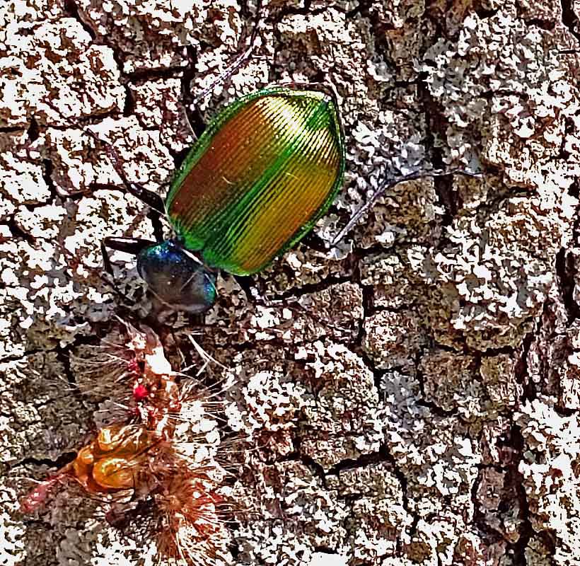 Calosoma sycophanta - calosome 2.jpg