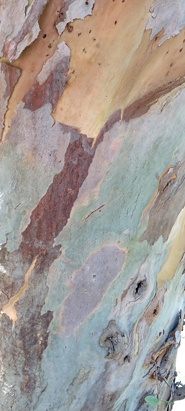 Eucalyptus globosus 1.jpg
