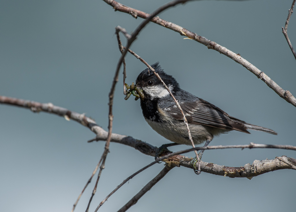 -50- Mésange noire (4).jpg