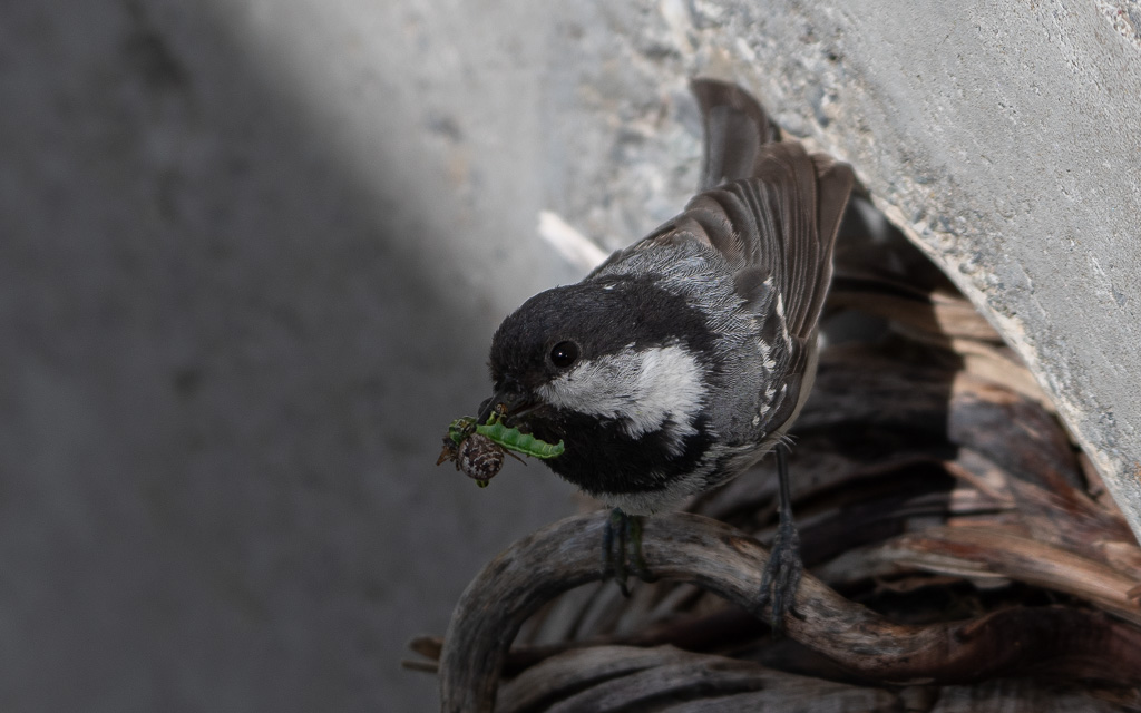 -50- Mésange noire (5).jpg