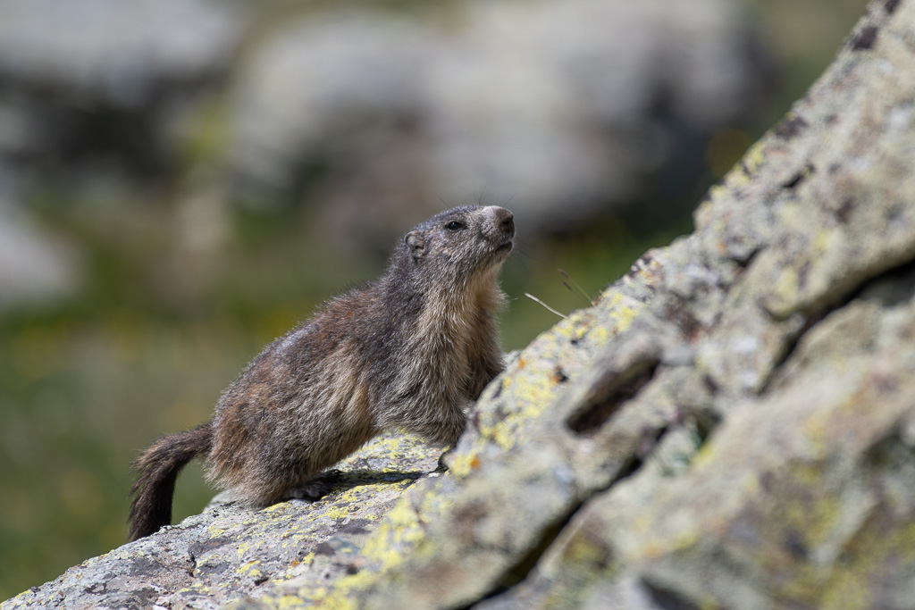 -55- Marmotte-1.jpg