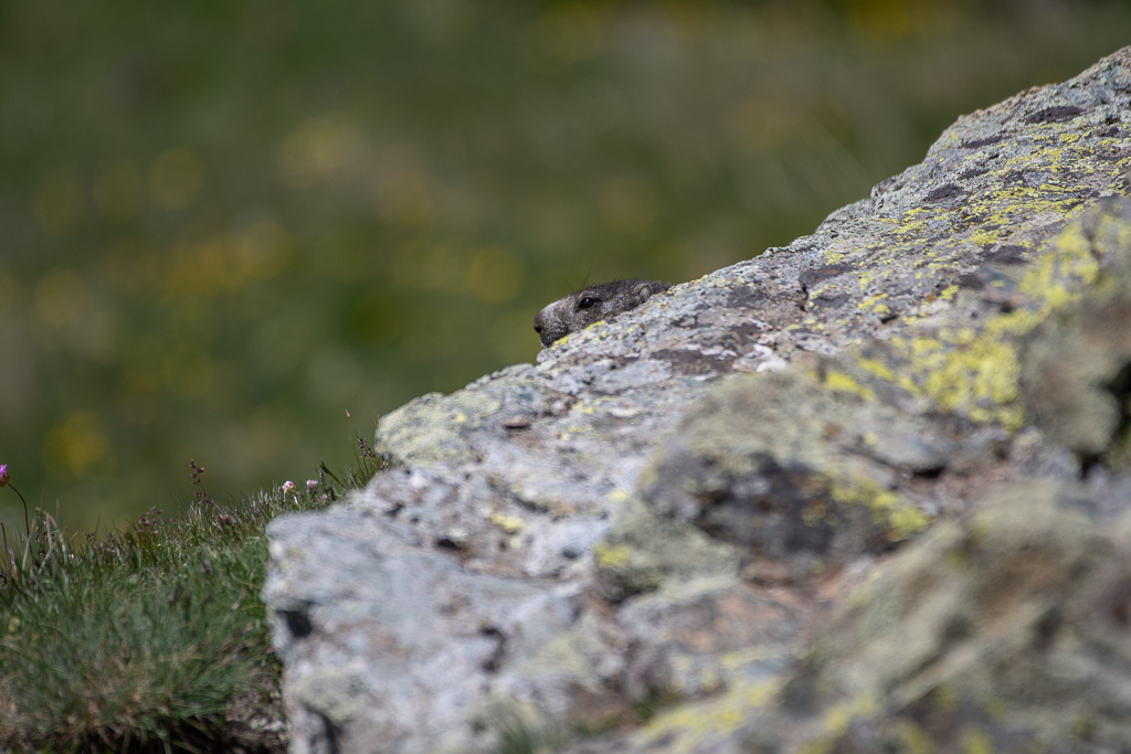 -57- Marmotte-1.jpg
