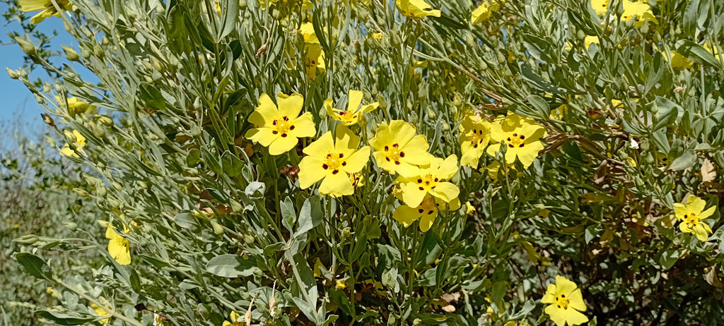Halimium halimifolium.jpg