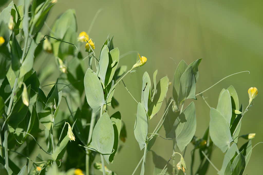 Lathyrus aphaca 1.jpg