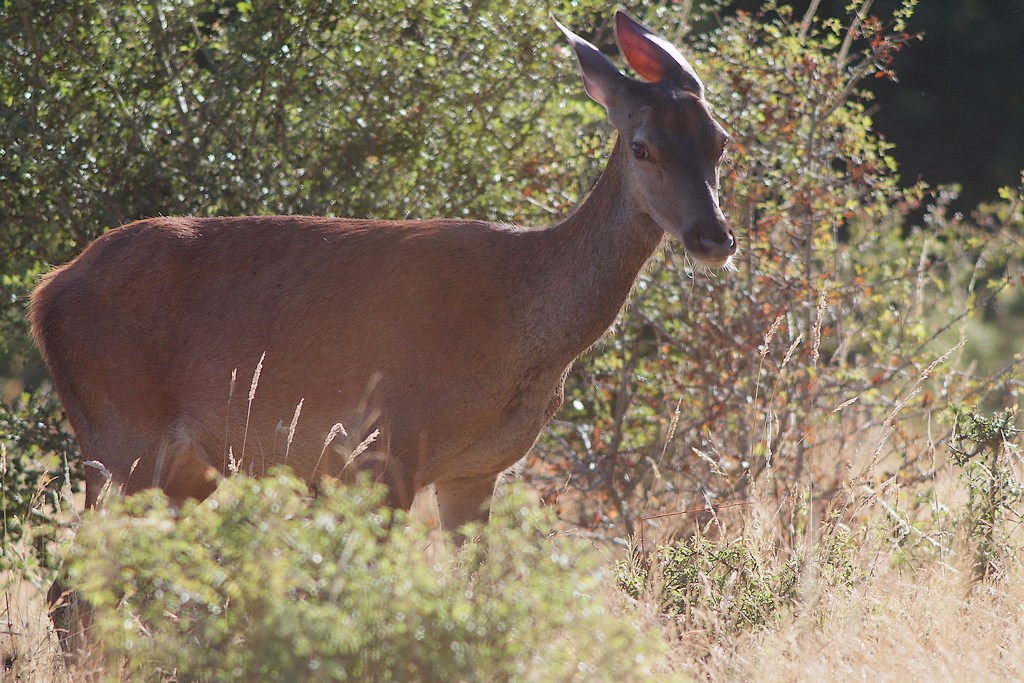 biche _1.JPG