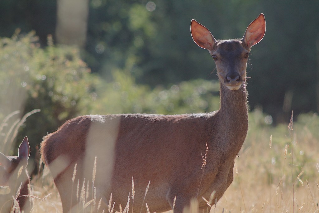 biche _2.JPG