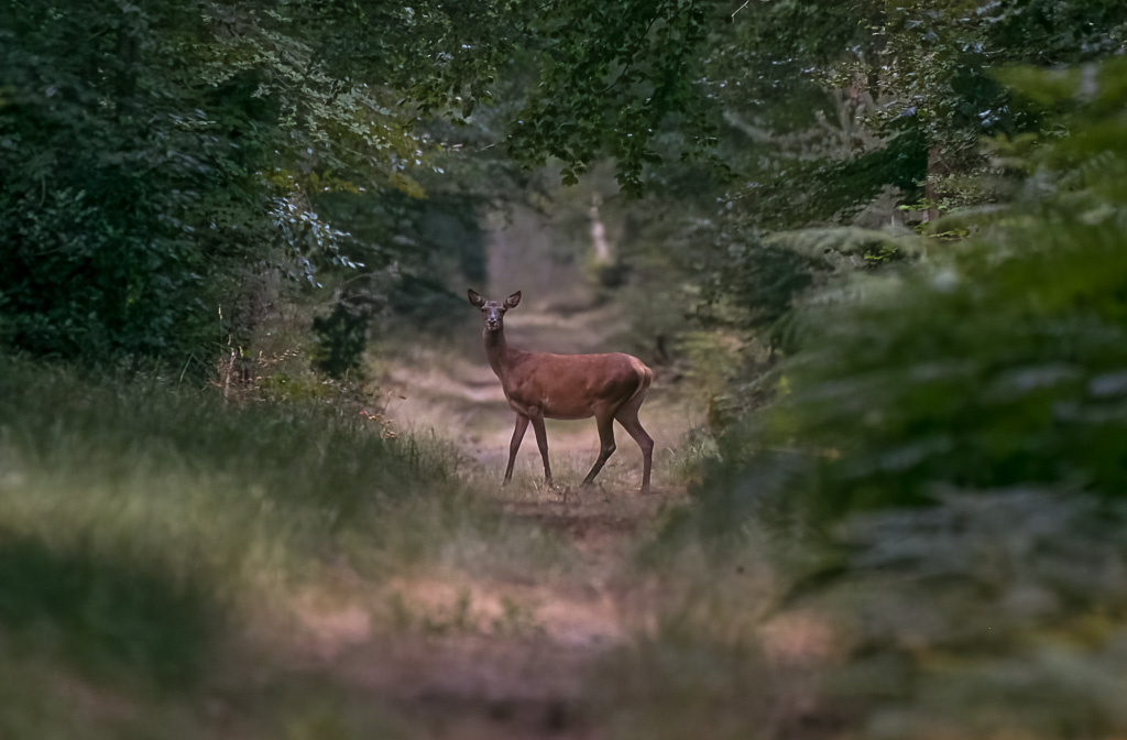 Biche -4-.jpg