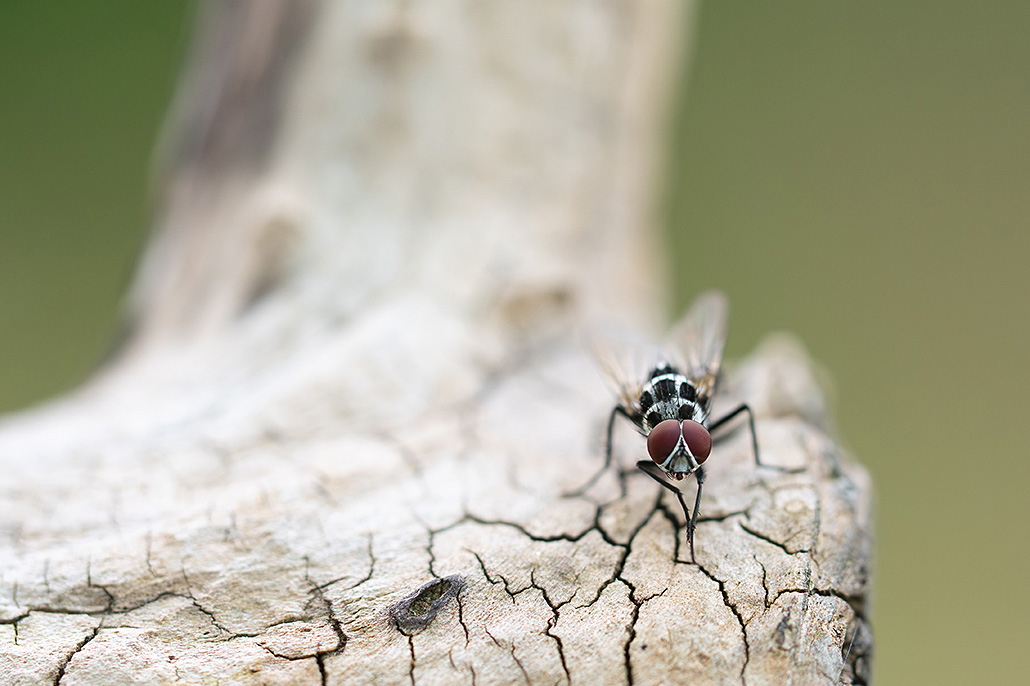 Mouche des pluies-1.jpg