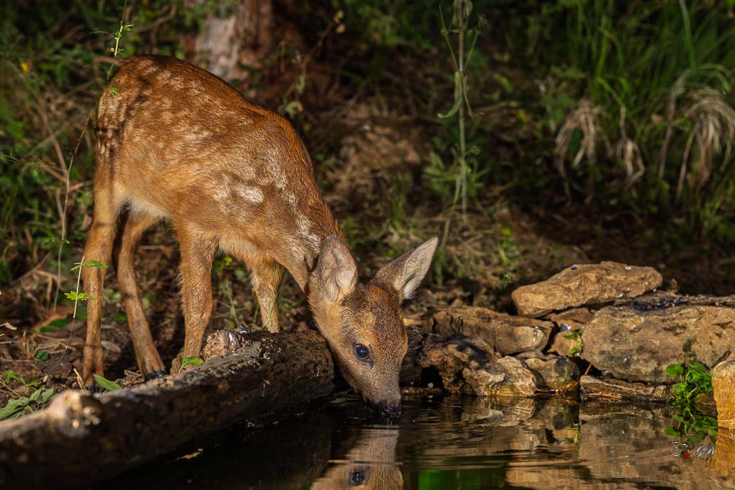 Chevreuil d'Europe (Capreolus capreolus)-1015.jpg