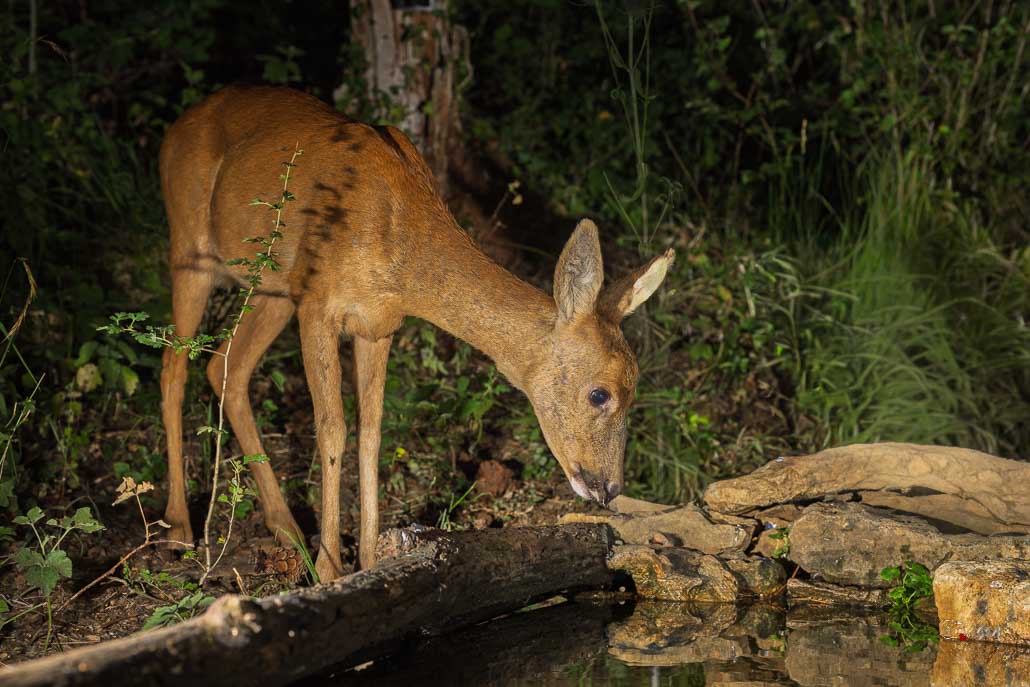 Chevreuil d'Europe (Capreolus capreolus)-1020.jpg