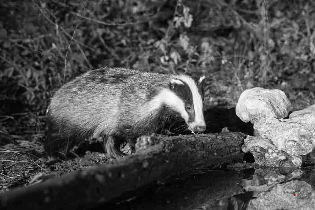 Blaireau Européen (Meles meles) Badger-12.jpg