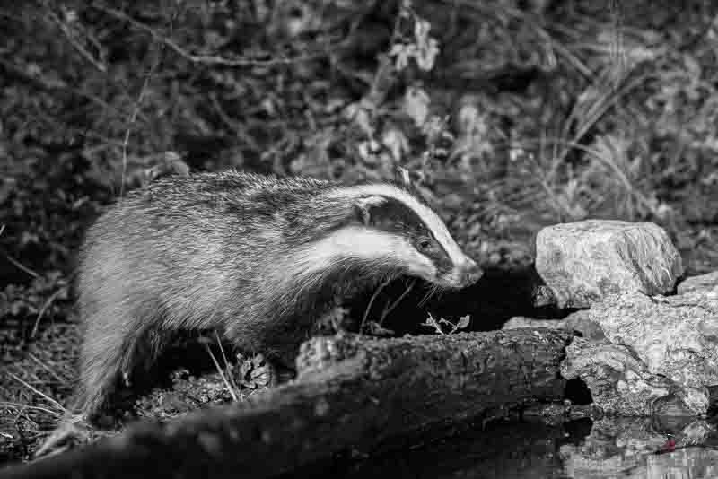 Blaireau Européen (Meles meles) Badger-13.jpg