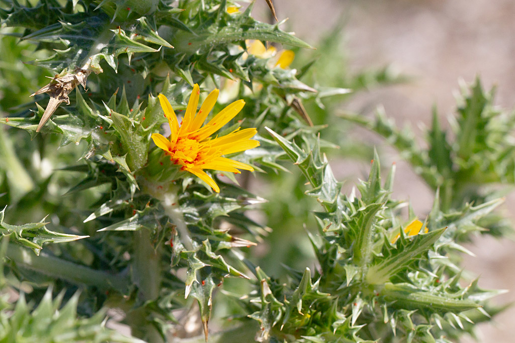 Scolymus hispanicus 2.jpg