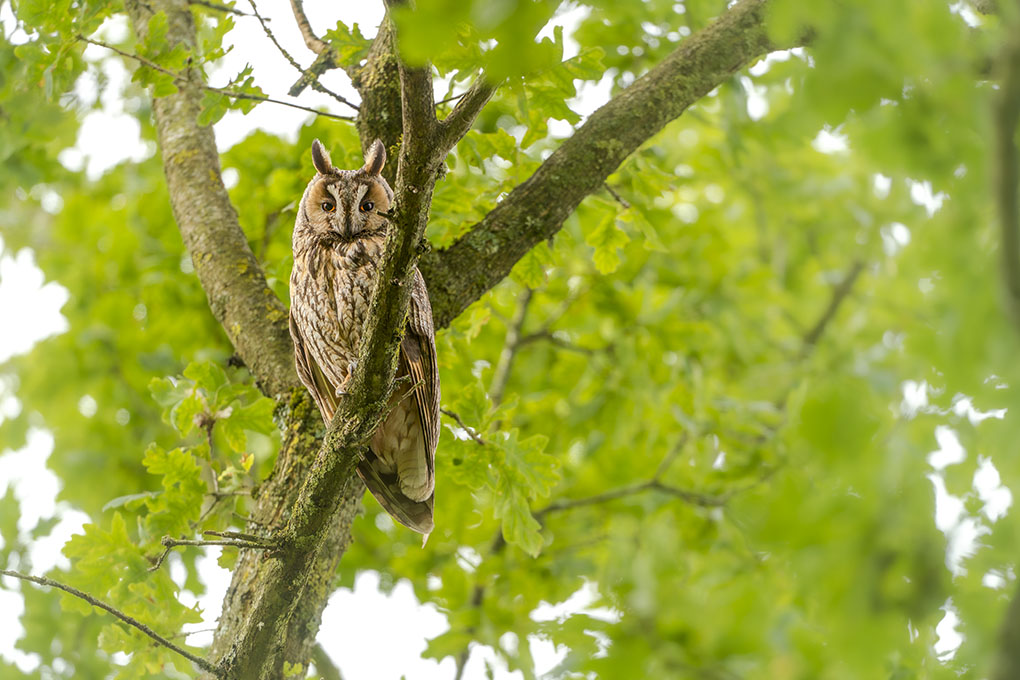 hibou moyen Duc juin 2026 internet 9.jpg
