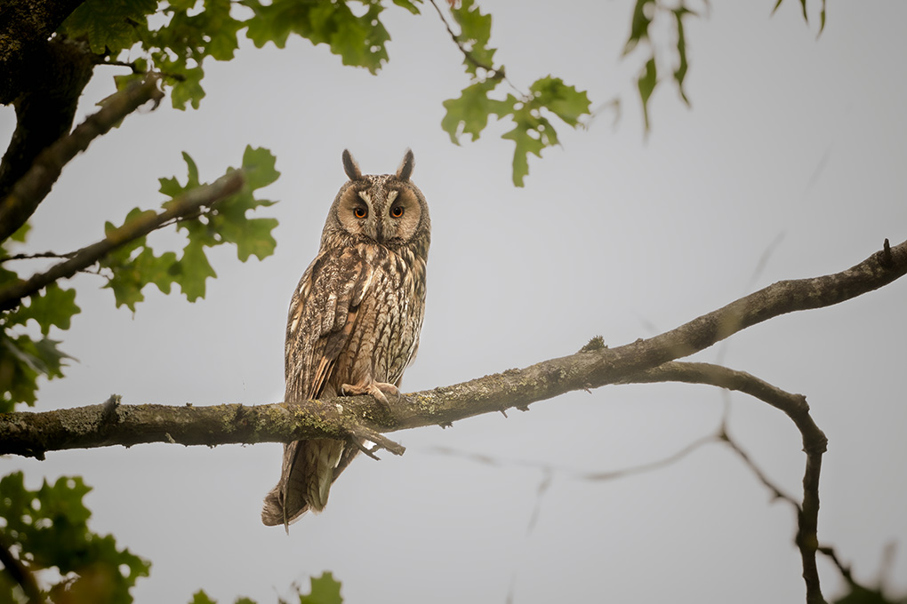 hibou moyen Duc juin 2026 internet 11.jpg
