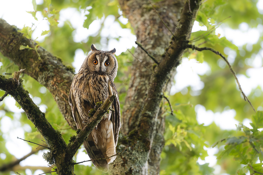 hibou moyen Duc juin 2026 internet 18.jpg