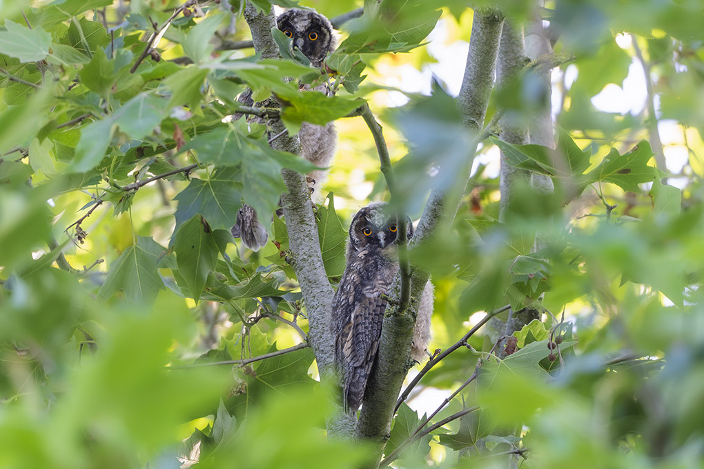 hibou moyen Duc juin 2026 internet 19.jpg