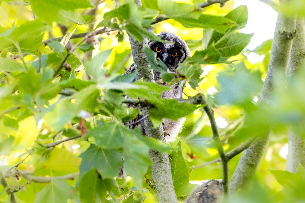 hibou moyen Duc juin 2026 internet 25.jpg