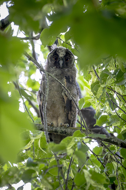hibou moyen Duc juin 2026 internet 29.jpg