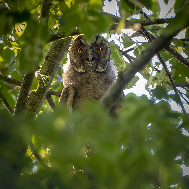 hibou moyen Duc juin 2026 internet 28.jpg