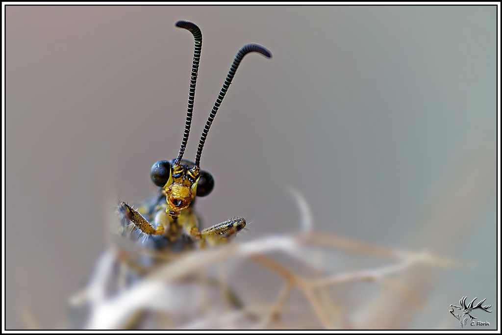 Fourmilion_longicorne(Distoleon_tetragrammicus)(-(88_97).jpg