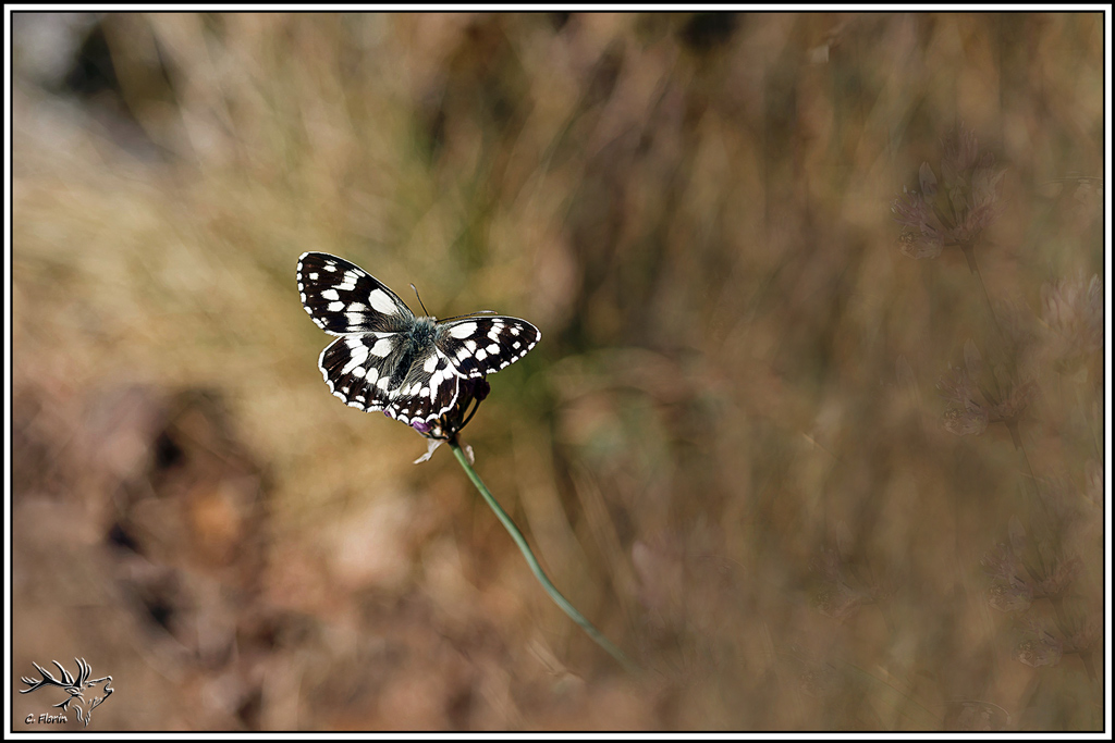 demi-deuil(melanargia_galathea)(30).jpg