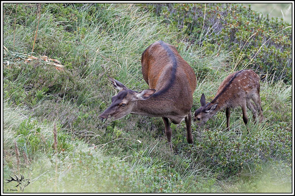 cerf(9603).jpg