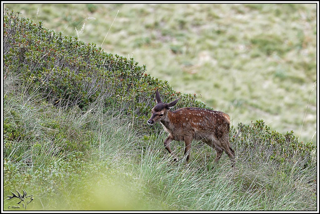 cerf(9596).jpg