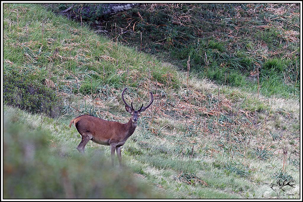 cerf(9611).jpg