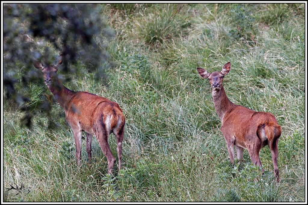 cerf(9613).jpg