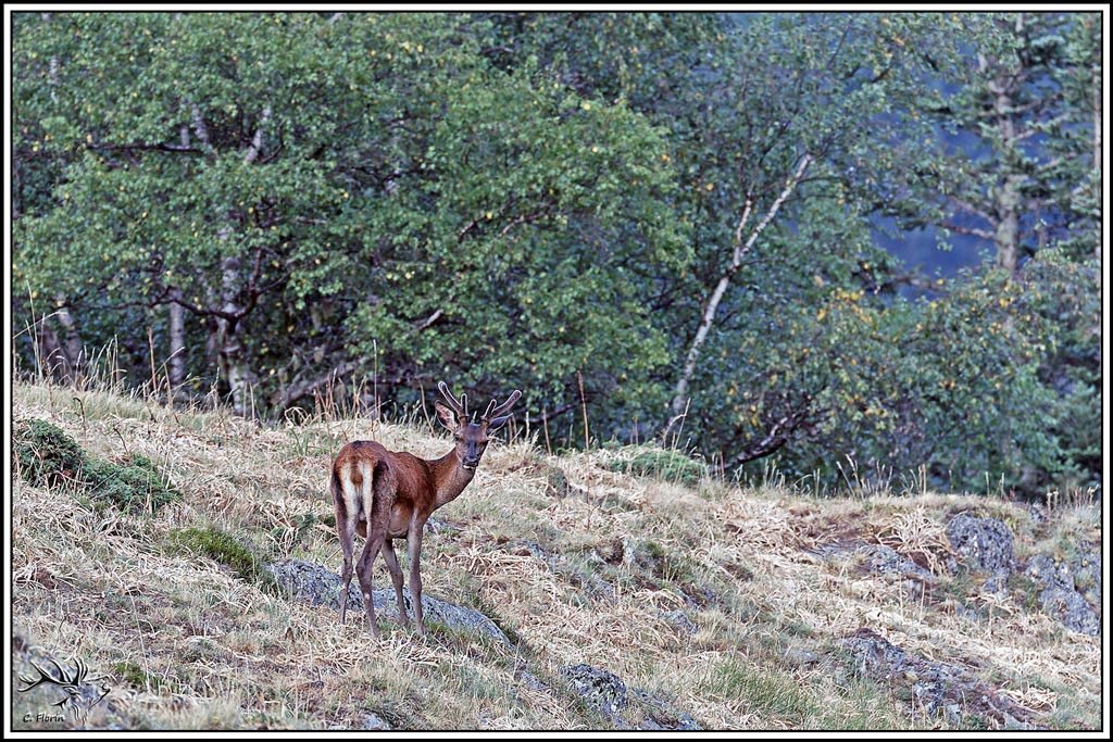 cerf(9618).jpg