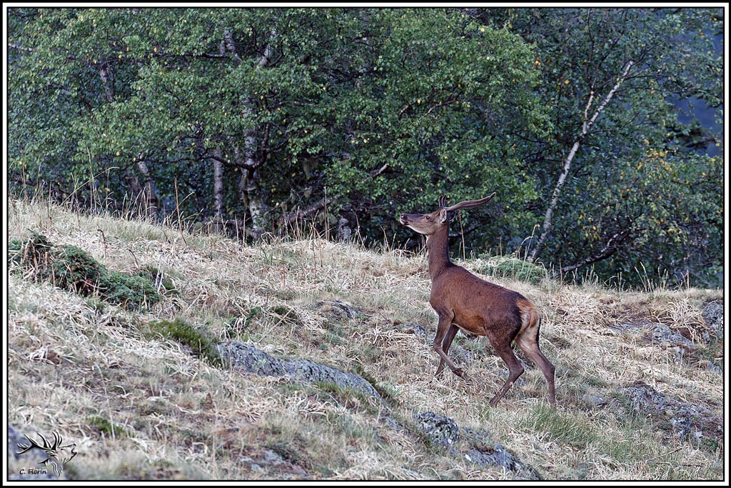 cerf(9619).jpg