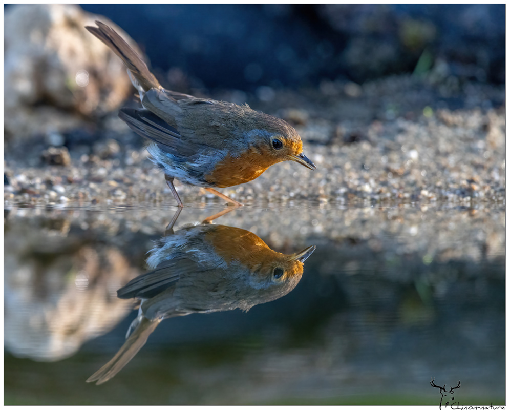 rouge_gorge_2026-5.jpg