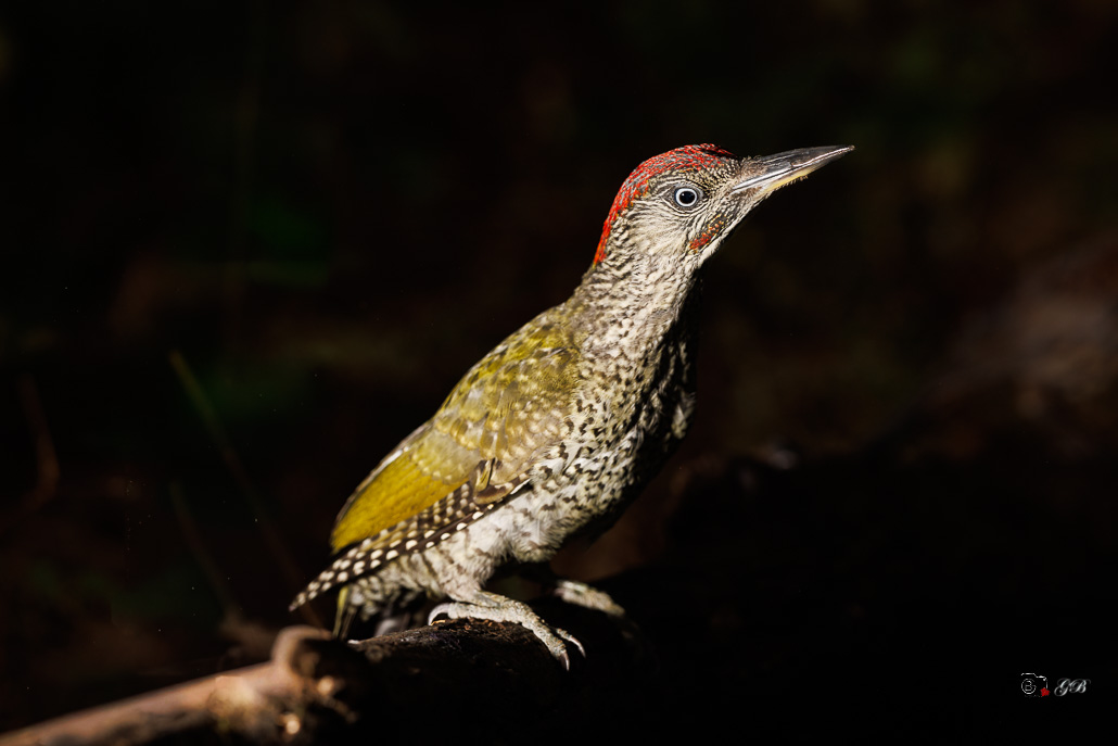Pic Vert (Picus viridis) - Eurasian Green Woodpecker-321.jpg