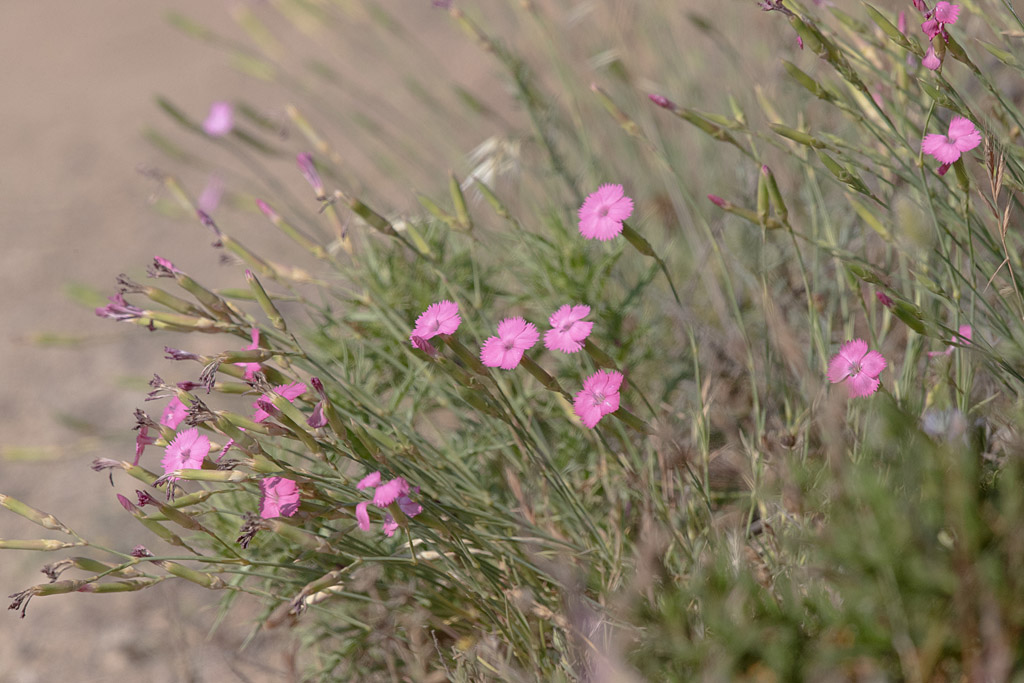 Dianthus ciliatus.jpg