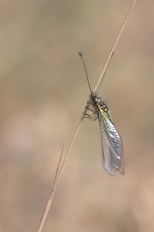 Libelluloides longicornis - ascalaphe ambrée 6.jpg