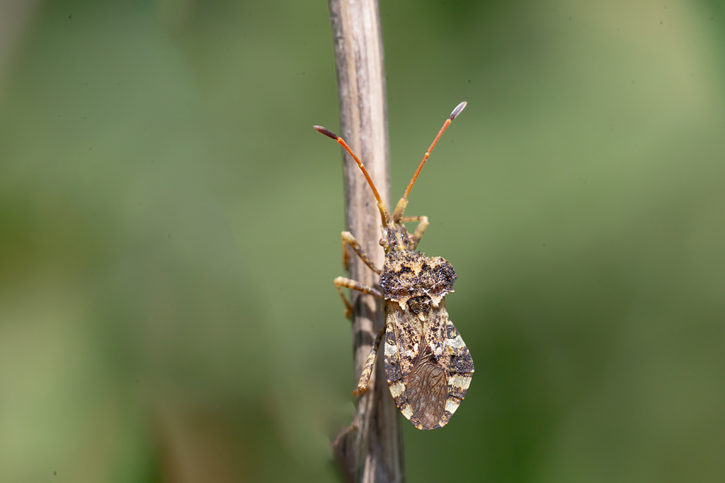 Centrocoris variegatus- spiniger.jpg