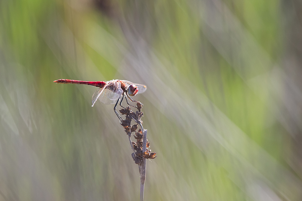 Sympetrum fonscolombii - Sympétrum à nervures rouges 2.jpg