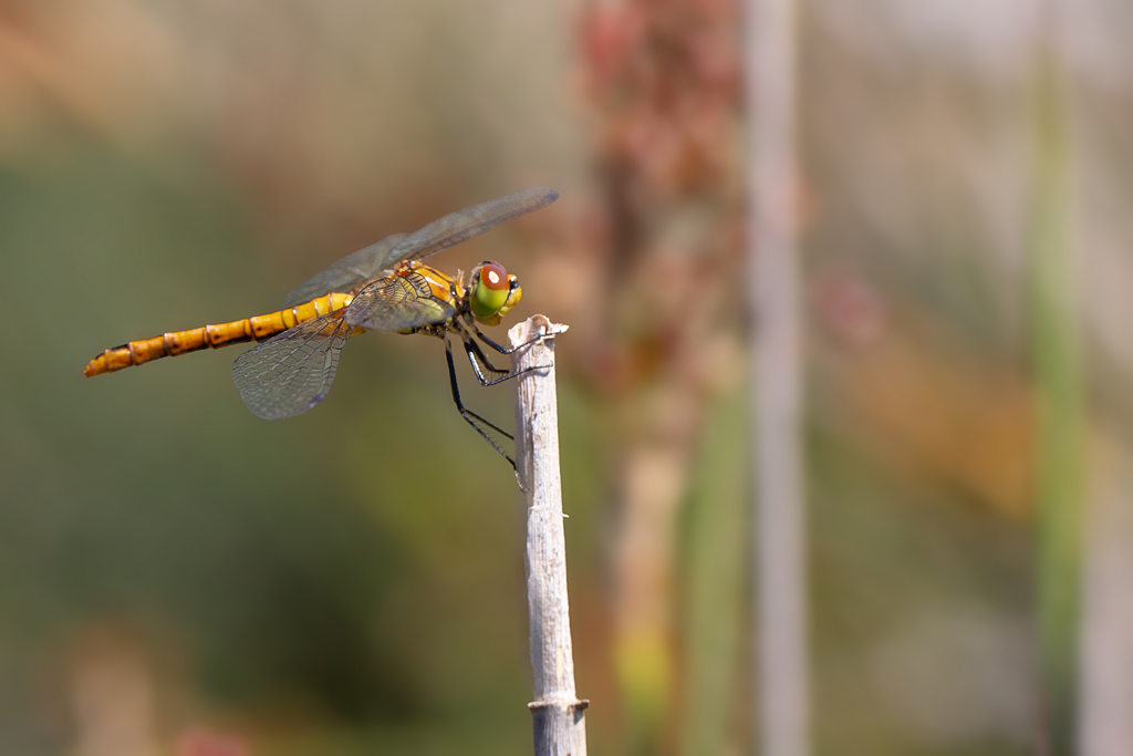 Sympetrum sanguineum 2.jpg