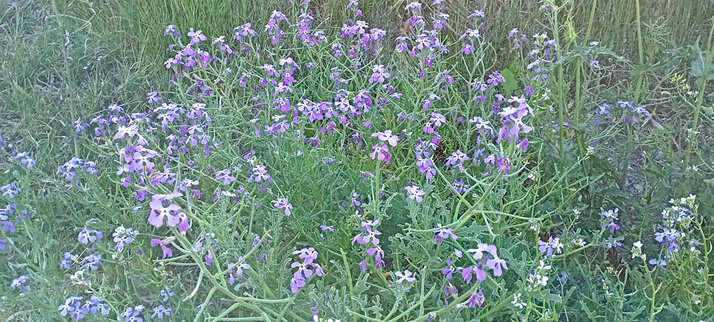 Malcolmia littorea.jpg