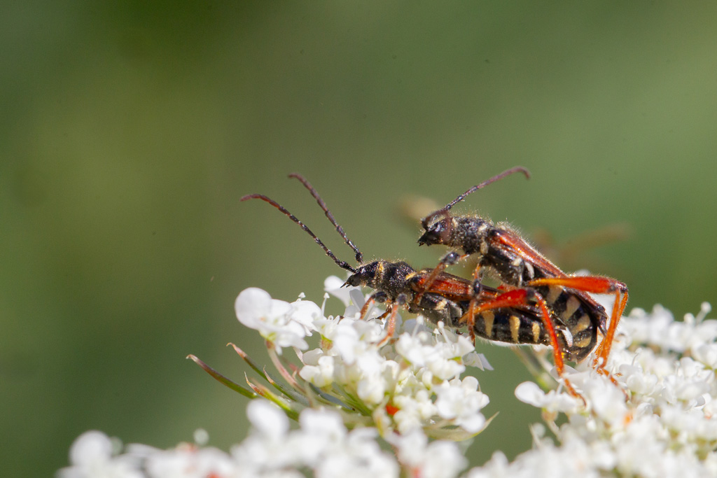 Stenopterus rufus 5.jpg