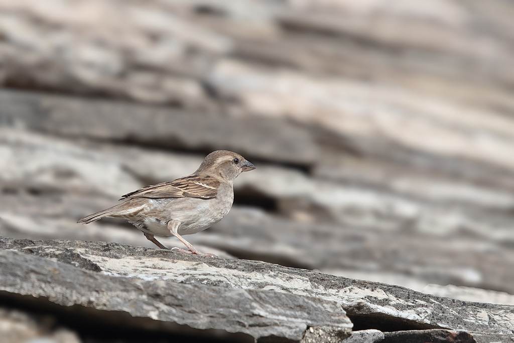 moineau cisalpin femelle 1.jpg