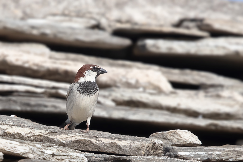 moineau cisalpin mâle 2.jpg