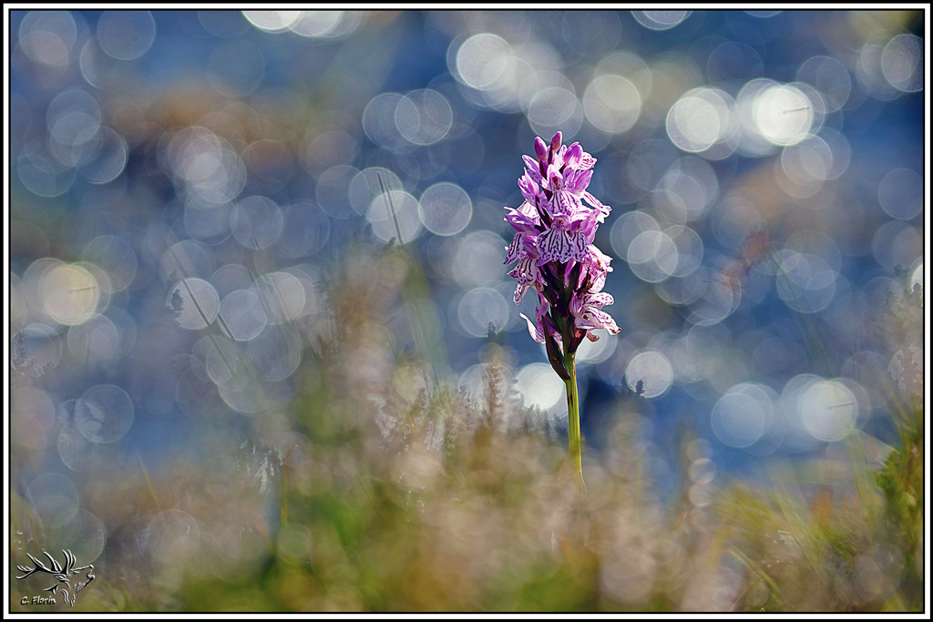 flore(1399)Orchis_tacheté(Dactylorhiza_maculata.jpg