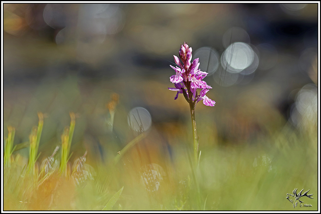 flore(1401)Orchis_tacheté(Dactylorhiza_maculata).jpg