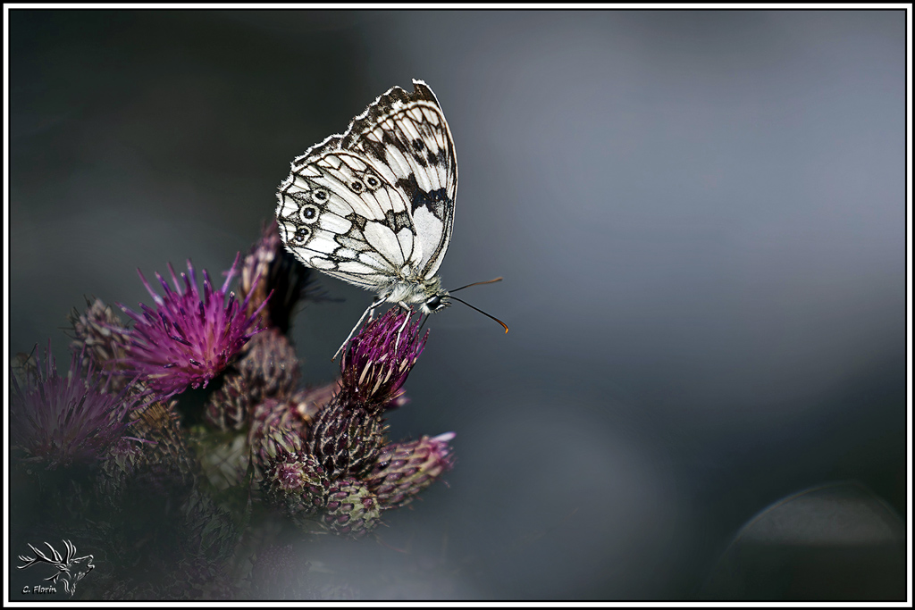 demi-deuil(melanargia_galathea)(33).jpg