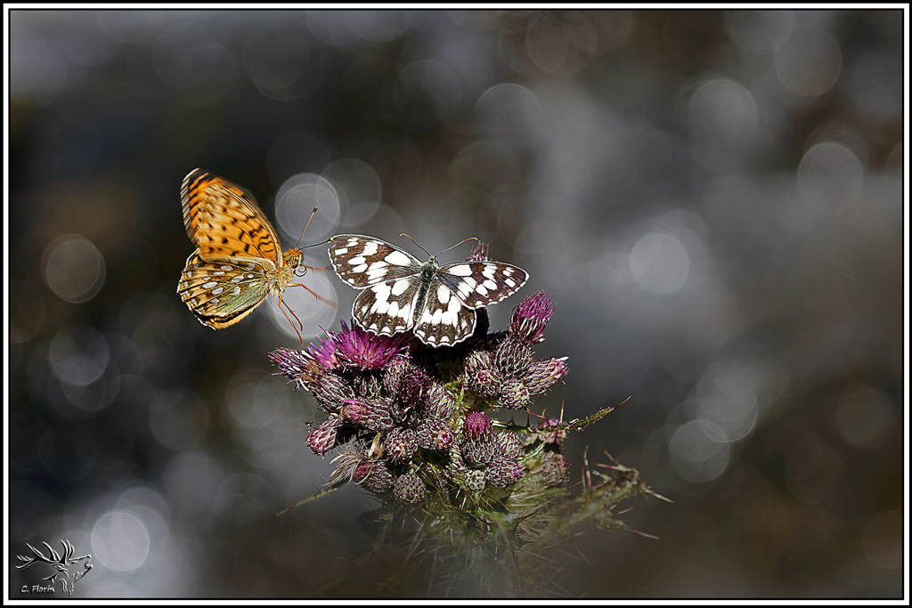 demi-deuil(melanargia_galathea)(31).jpg