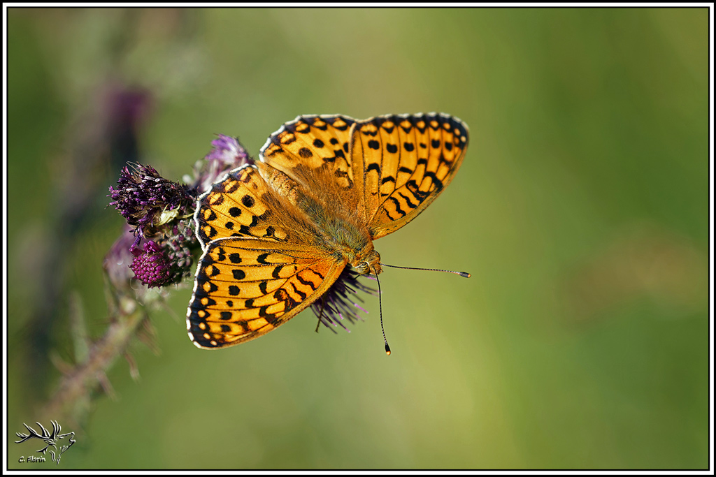 Grand_nacré(Argynnis_aglaja)(1).jpg